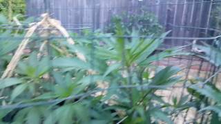 Outdoor 45gal trainwreck and cherry kush