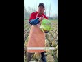 Some amazing farming activities of rural farmers