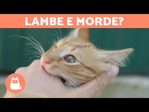 Vídeo: Como saber quando seu animal de estimação te ama