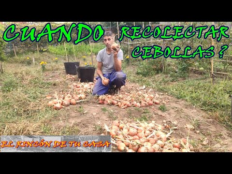 Video: Cosecha de cebollas - Cuándo y cómo cosechar cebollas