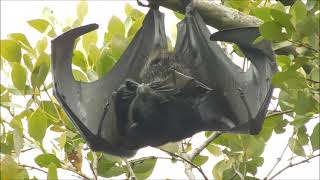 Mother flying fox caring for her baby