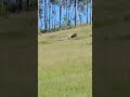 Bull pushing Ram around #ram #bull #foryou #satisfying #lifeisbutadream
