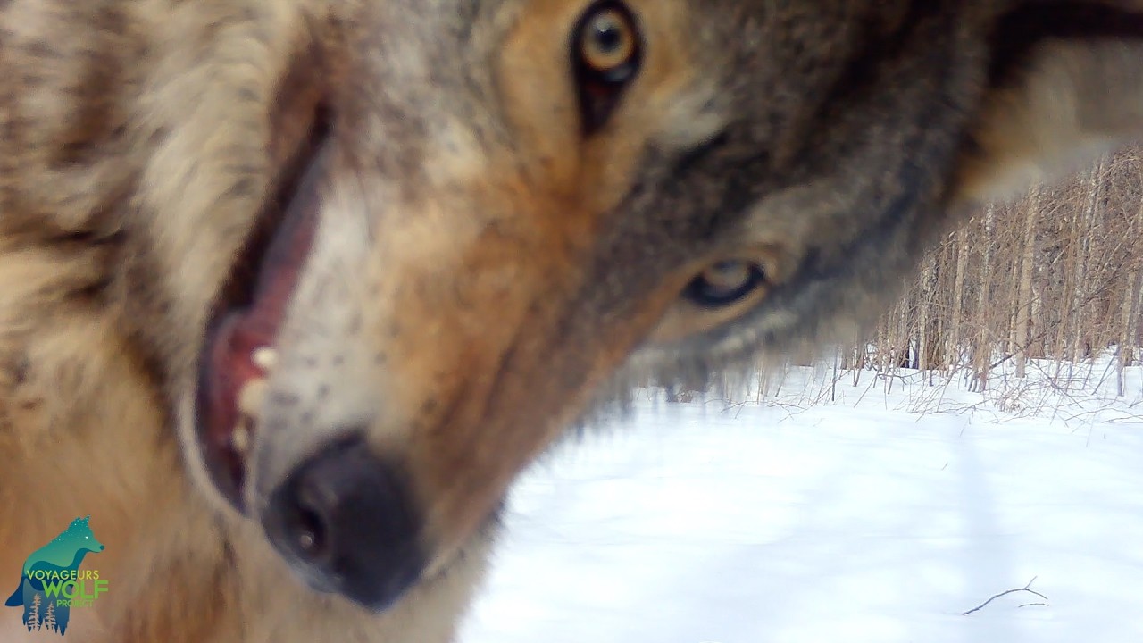Wolf launches vicious and merciless attack...on a camera