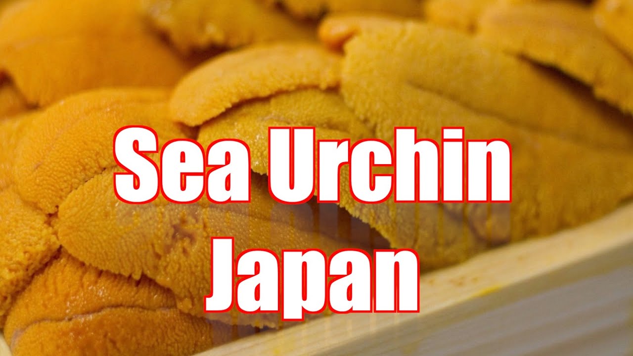 How Sea Urchin (Uni) Is Processed Commercially — How to Make It