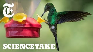 How the Hummingbird Wields Its Snake-Like Tongue | ScienceTake