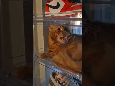 Introducing The All New Nike Air Simba NIKExSimba Nike Sneakers Jordan Youtubeshorts Trending