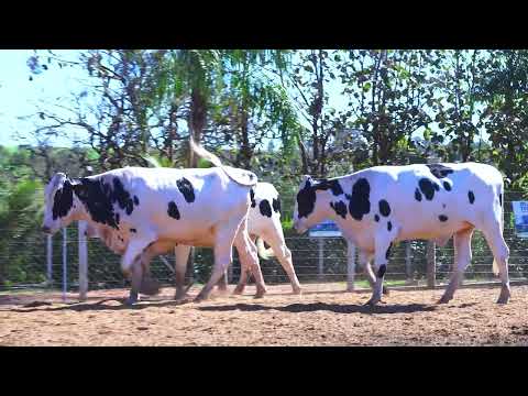 LOTE 88 0070 CS 0032 CS 5022 CT