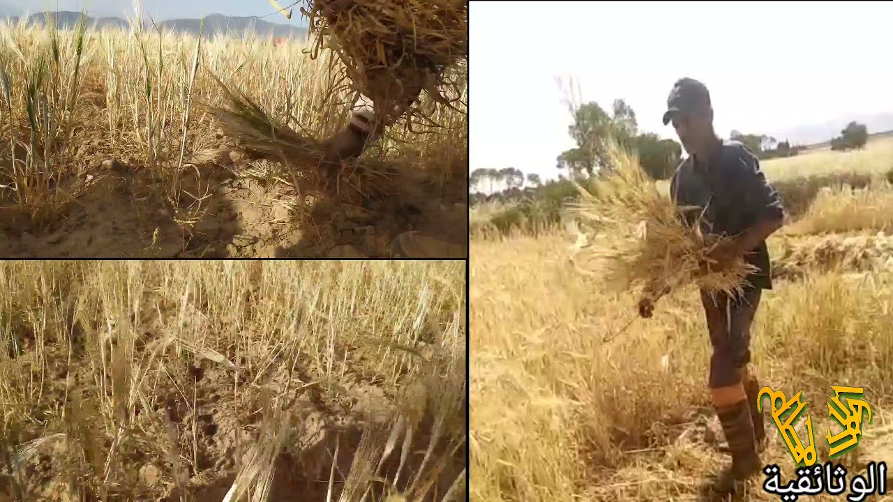 موسم الحصاد سنابل الخير باولاد أمطاع.