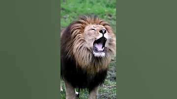 صوت الأسد الحقيقي 