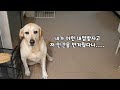 우리집 개가 반겨줄 걸 기대하고 문 열었는데 안반겨줬을때 내 반응(살짝 vlog)