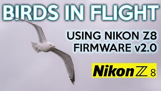 Birds in flight with Nikon Z8 firmware v2 0 - At RSPB Old Moor
