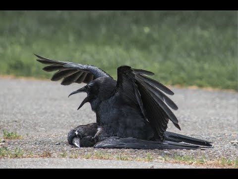 Why Do Crows Copulate with Corpses?