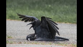 Black Crow Sex Videos