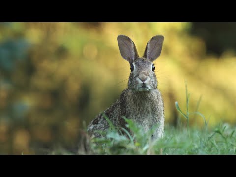 Video: Zakaj temu pravimo velika noč?