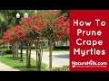 How To Prune Crape Myrtles Without Murdering Them | NatureHills.com