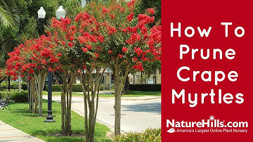 How To Prune Crape Myrtles Without Murdering Them | NatureHills.com