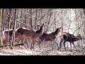 Благородные олени (в весеннем лесу) || Deer in the forest