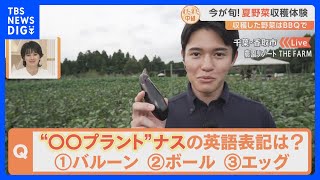 夏休みにオススメ！東日本最大級のグランピング施設で「夏野菜狩り」を体験！とれたて野菜でBBQも！｜TBS NEWS DIG