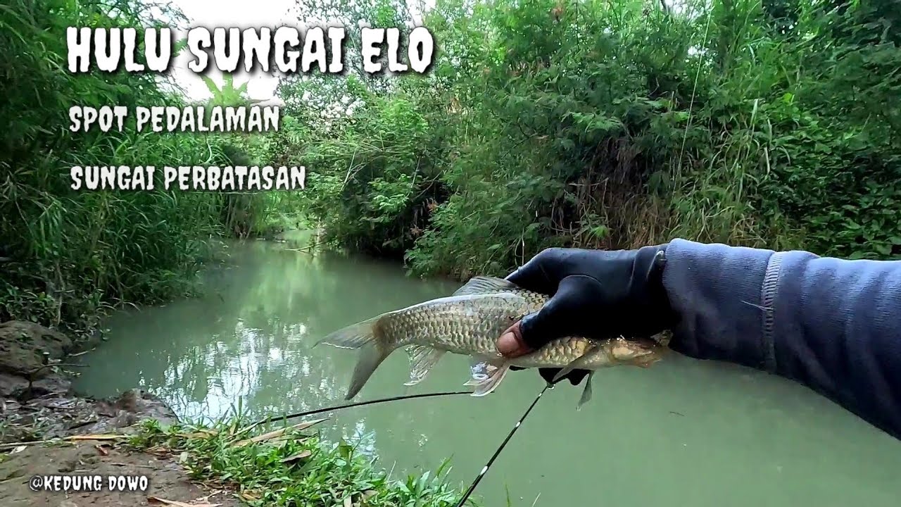 UMPAN BESAR NILEM BESAR ‼️ UMPAN GHOIB ADA CERITA ‼️ MANCING NILEM  #mancing #mancingnutul