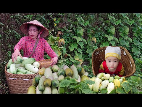 Harvesting Giant Cucumbers in the Mountains with Child - Daily Life of a 18-Year-Old Single Mother