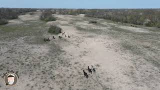 Caii Salbatici De La Padurea Letea, Delta Dunarii, Mai 2021. Wild Horses From Letea, Danube Delta