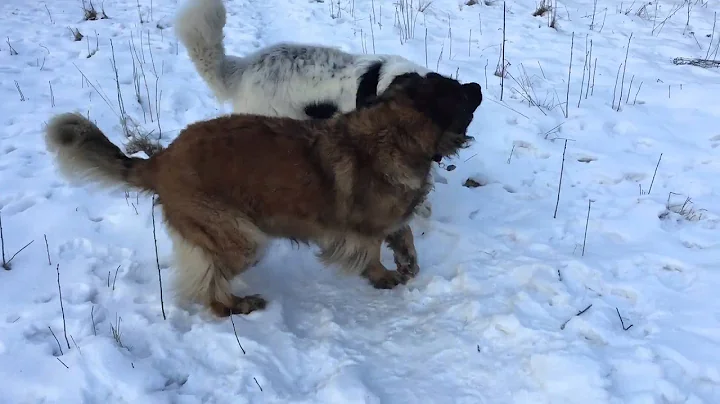 Millie and Louie's First Date