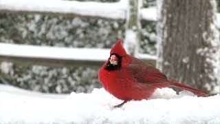 Cardinal No Copyright Video, Background, Green Screen, Motion Graphics, Animated Background screenshot 4