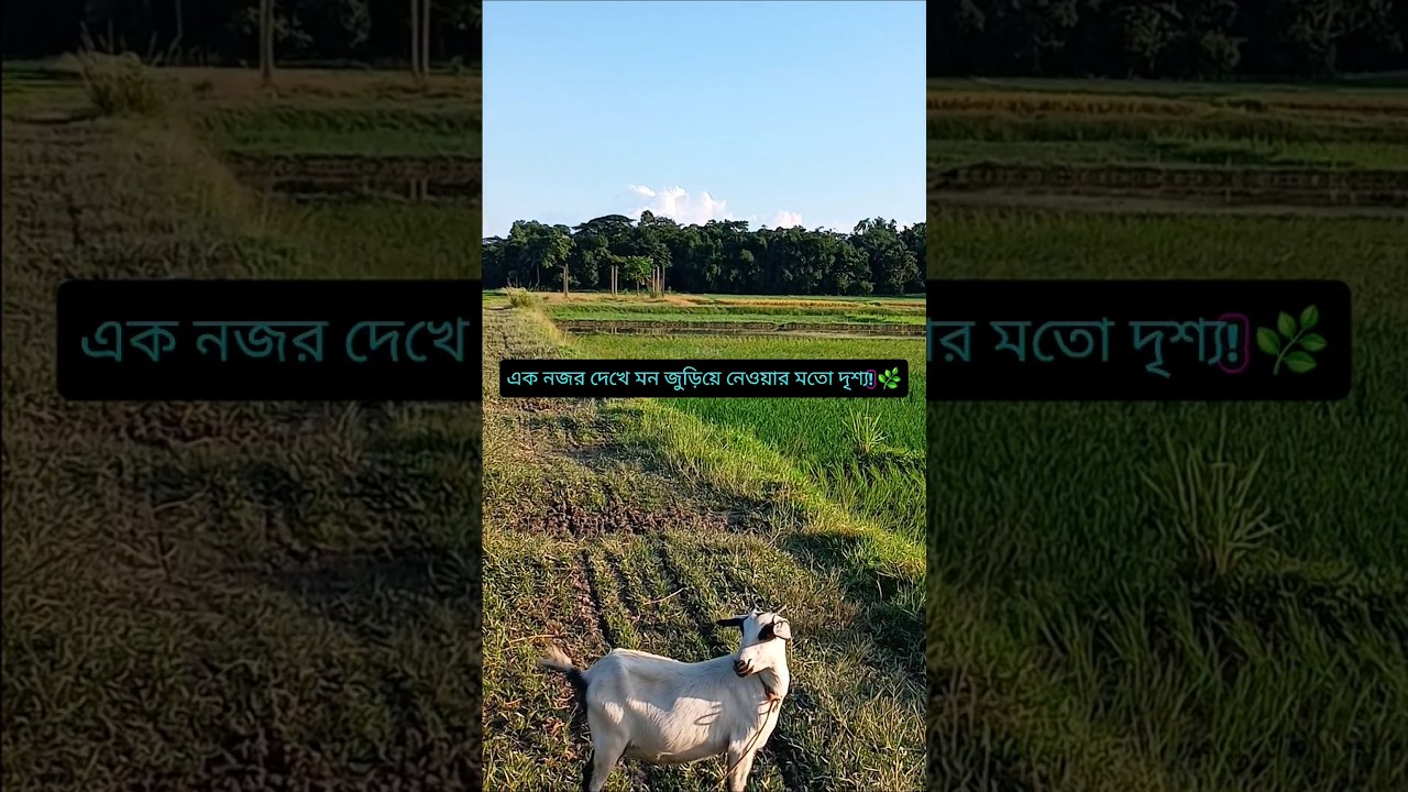 গ্রামের সবুজ আর মুক্ত বাতাস, মনকে একদম শান্ত করে দেয়। 🌿💚: #VillageNature #GraminJibon #Bangladesh