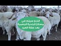 حجز أضاحي عيد الأضحى في لولو هايبرماركت