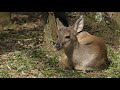 animal selvagem CERVO MATEIRO PARDO fauna brasileira sertaneja cerrado amazônia brazilian brazil