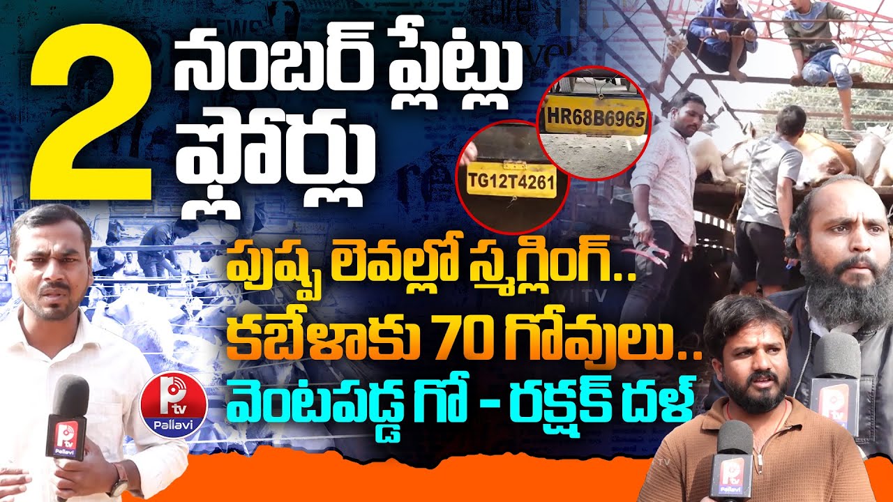 పుష్ప లెవల్లో స్మగ్లింగ్.. Cow Smuggling Caught By Gau Rakshaka Leaders At Abdullahpur Mett | PTV