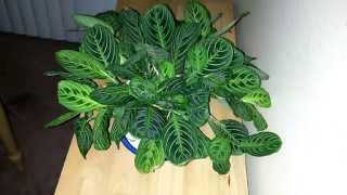 Dancing Maranta Leuconeura(From the time she was but a seedling she had been told what she could not do. She could not talk, sing, play guitar, and she definitely COULD NOT DANCE., 2015-03-03T14:57:34.000Z)