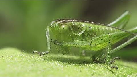 Grasshopper Cleans Itself Stock Video