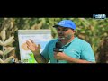 م شريف الجارحي هجين بايونير من أفضل أصناف الذرة ذات الكثافة النباتية العالية