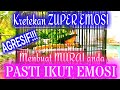 Kretekan Ketrekan Dan Suara Awalan Murai Batu Untuk Memancing Emosi Dan Nyaut Ikut Gacor Mp3 - Mp4 Download