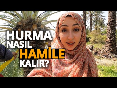 HURMA NASIL HAMİLE KALIR-BENDER ABBAS'TA BİR KÖYE GİTTİM-ÇOK FARKLI COĞRAFYALAR #57