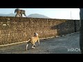 pitbull vs monkey