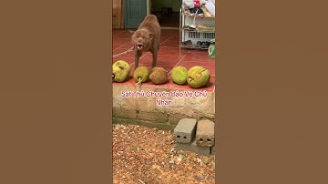 Học và Hỏi - Tứ đại quốc khuyển #khampha #thucung #dog  #animals