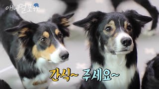 사람치곤 제법 보더콜리를 닮은 듯?! 강아지가 너무 똑똑하면 생기는 일 ㅋㅋㅋㅋ | KBS 생생정보통 200312 방송