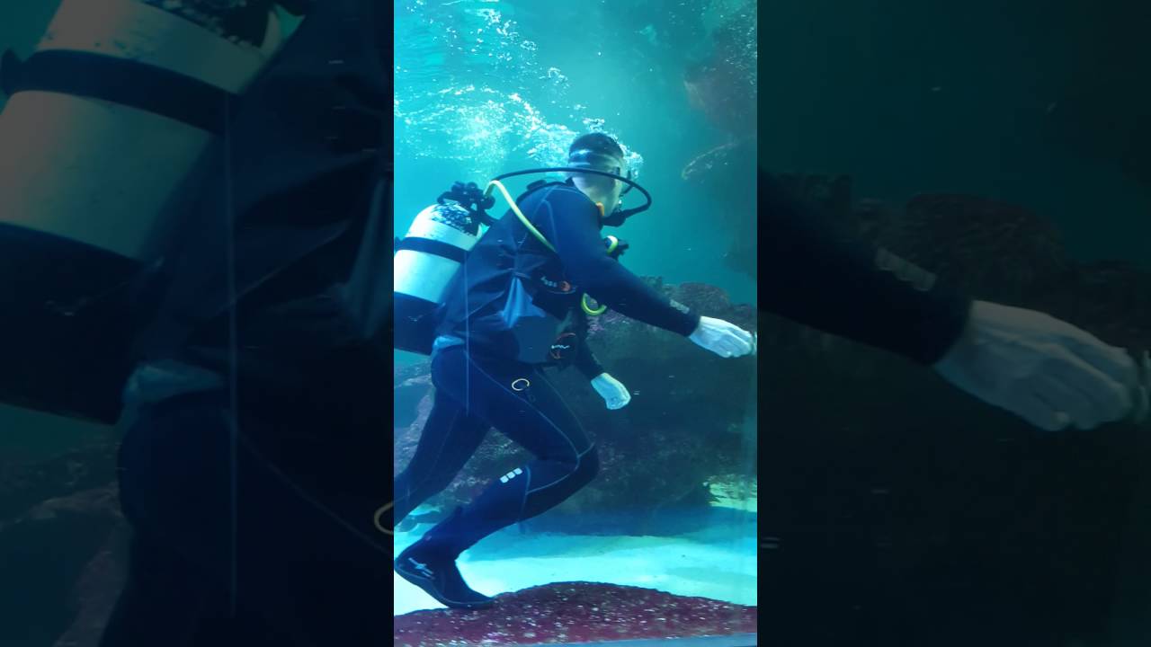 Swim with sharks Chester