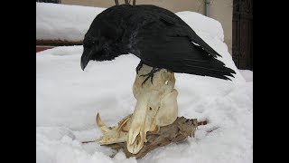 Ворон( Corvus corax). Таксидермия. Виктор Бахмат. Беларусь.
