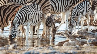 Zebras Drinking - 4K clip