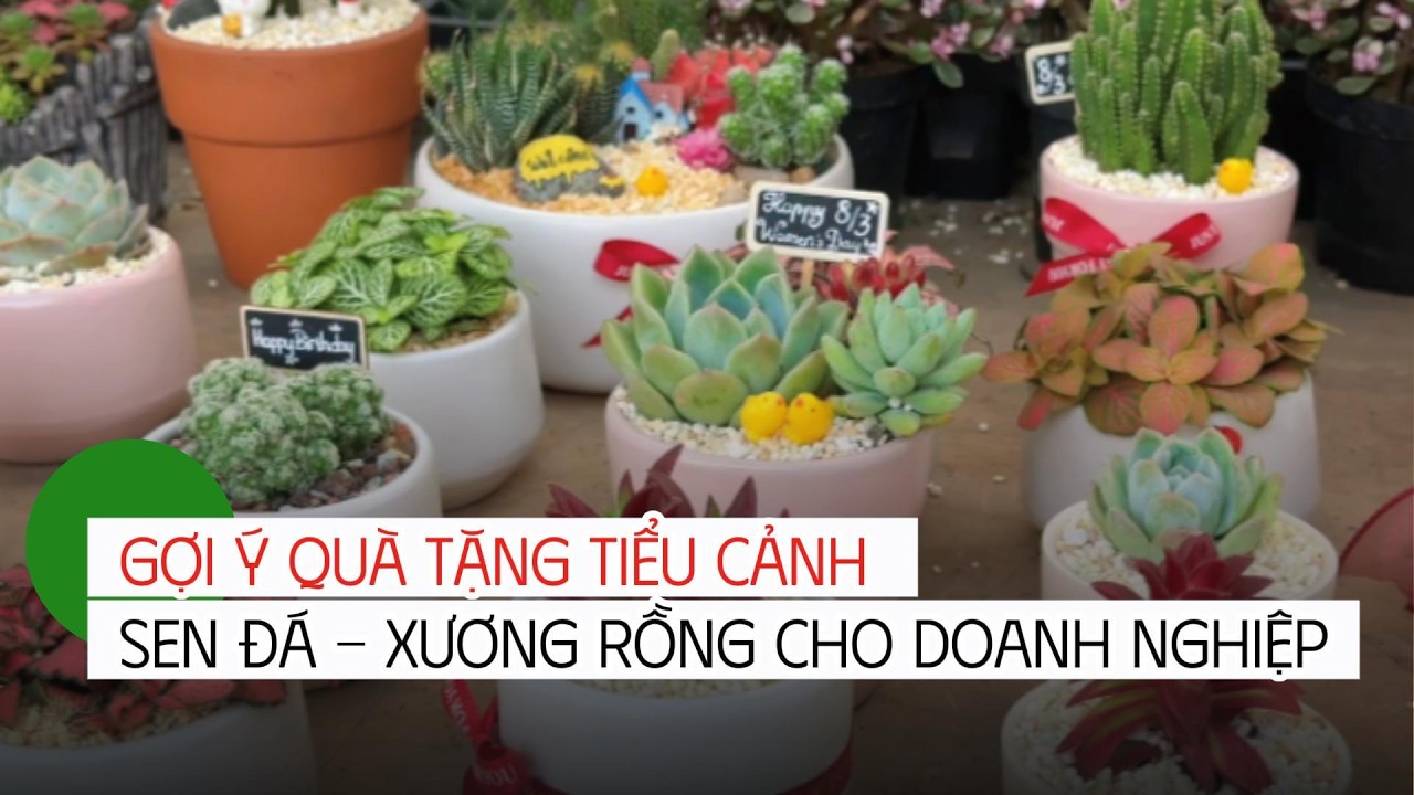 Gợi ý quà tặng sen đá xương rồng các dịp lễ, sự kiện cho doanh nghiệp | Xương rồng Nông Lâm