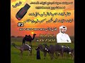 نوادر محمد الـ نجم 2014 اسمعوا ياهل المجاهيم والعلم والكاد فرديات ناصر بن سويد المنصوري فهد الشويع