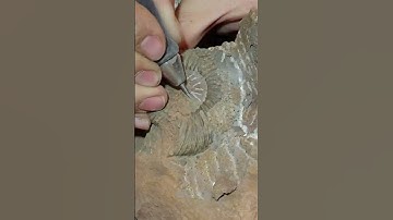 Sandblasting of fossil amonite