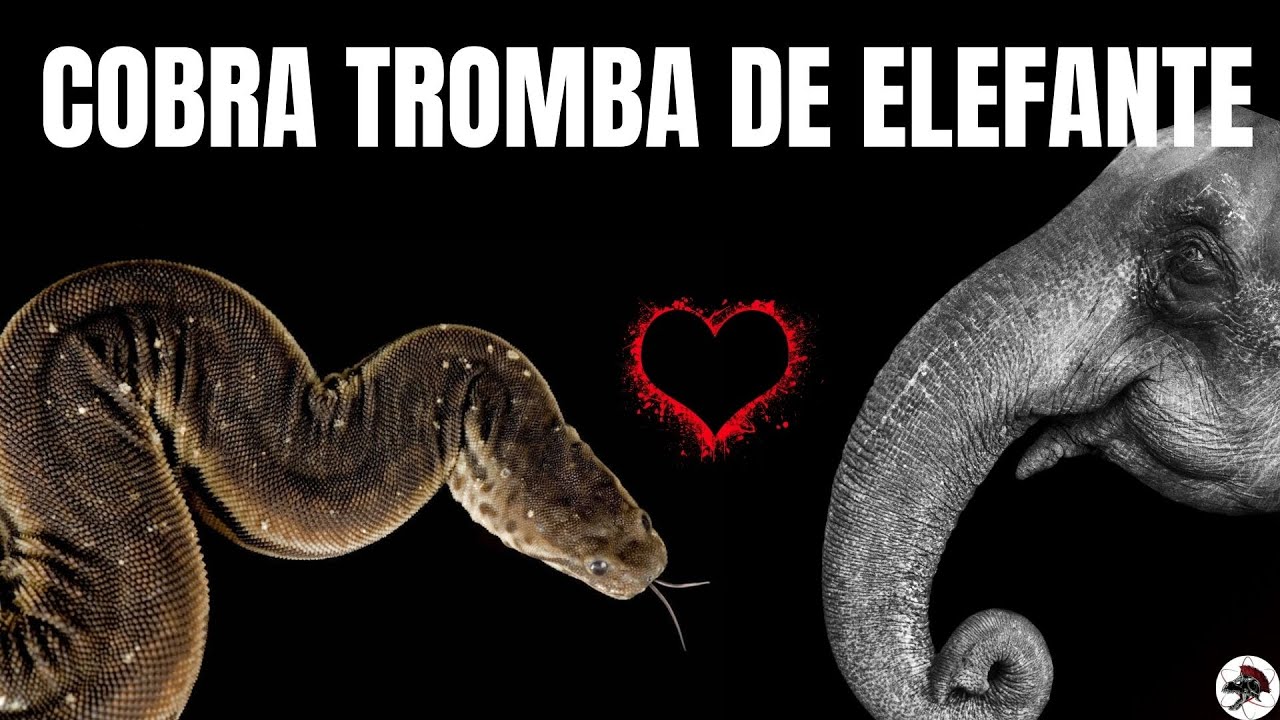 Cobra Tromba de Elefante | Biólogo Henrique o Biólogo das Cobras