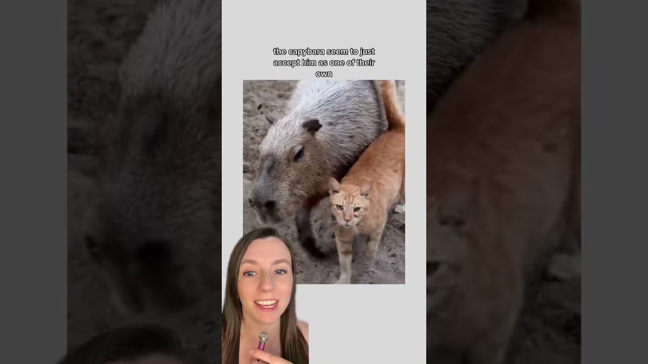 Good news of the day: Oyen the orange tabby cat is accepted by a herd of capybaras at Zoo Negara in