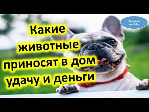 Вопрос: Многоцветные кошки приносят в дом богатство?