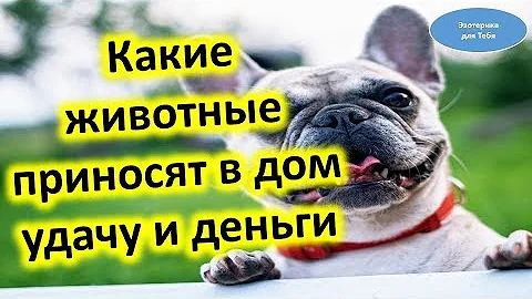 Какие животные приносят в дом удачу и достаток