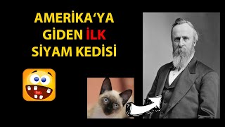 Amerika’ya Giden İlk Siyam Kedisi by Alican Akhan 116 views 3 weeks ago 3 minutes, 1 second